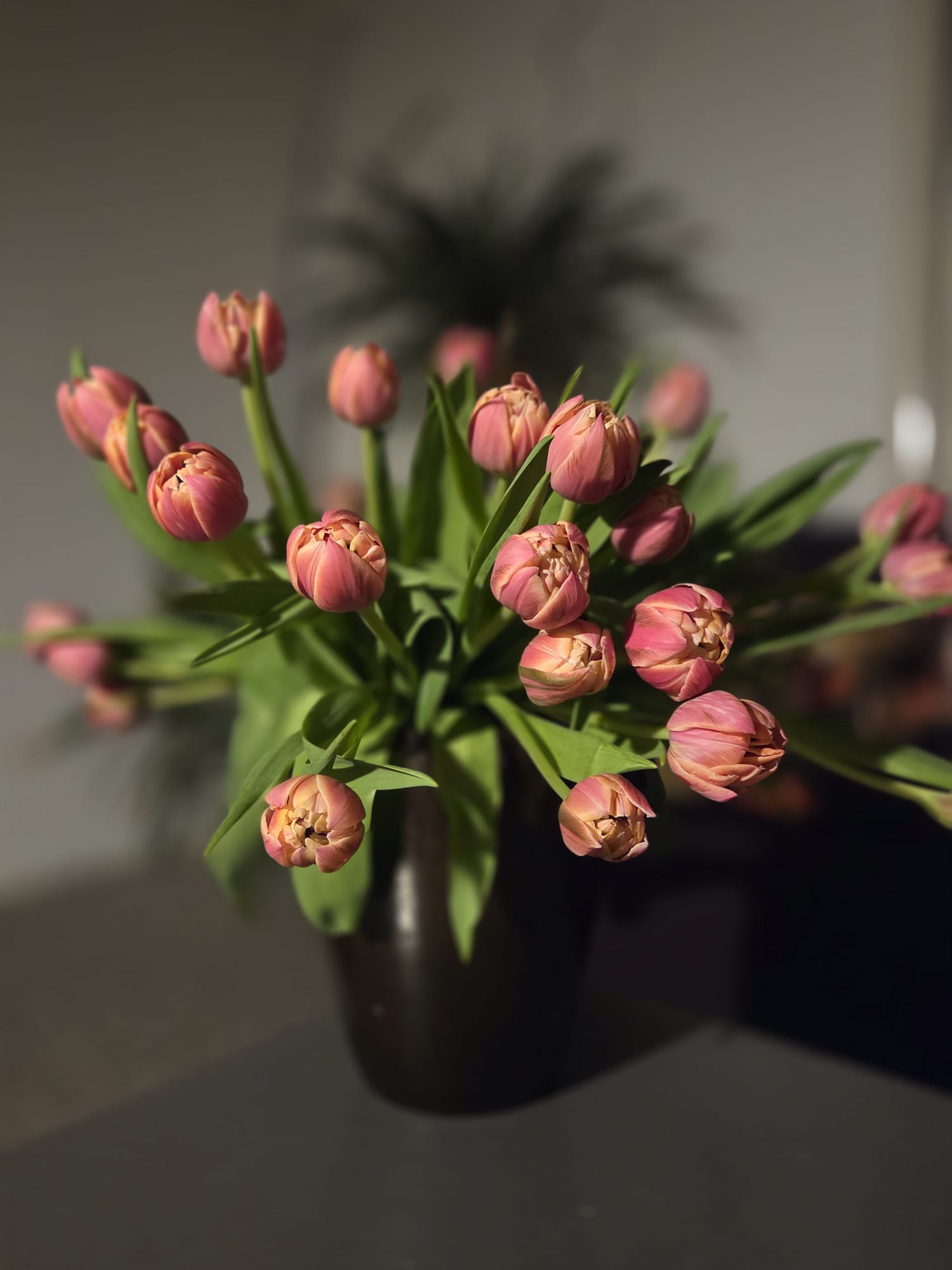 tulpen