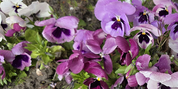 violen